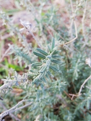 Teucrium capitatum majoricum