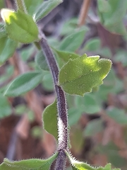 Chaenostoma pauciflorum