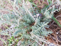 Teucrium capitatum majoricum