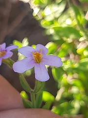 Chaenostoma pauciflorum