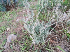 Teucrium capitatum majoricum