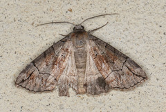 Dysbatus stenodesma