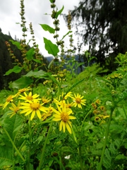 Senecio raphanifolius