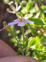 Chaenostoma pauciflorum