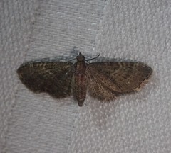 Eupithecia haworthiata
