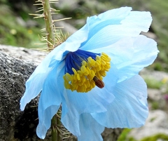 Meconopsis