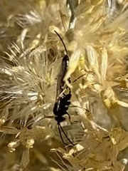 Limneriini