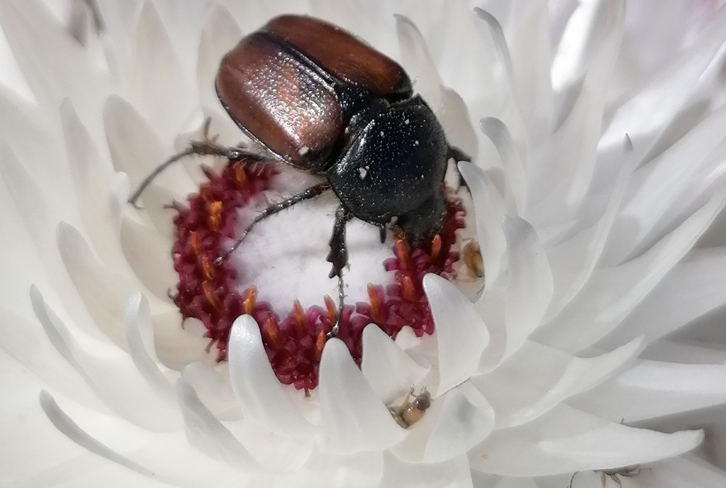 Stegopterus suturalis