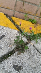Emilia sonchifolia