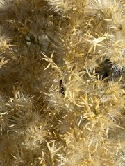 Limneriini