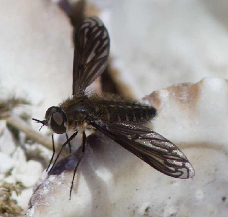Macrocondyla lugubris