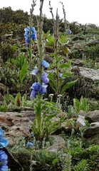 Meconopsis