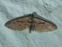 Eupithecia ericeata