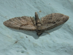 Eupithecia ericeata