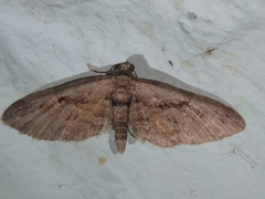 Eupithecia ericeata