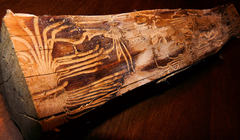 Scolytus quadrispinosus