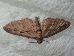 Eupithecia ericeata