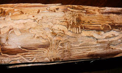 Scolytus quadrispinosus