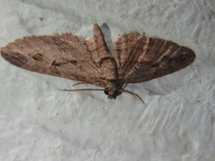 Eupithecia ericeata