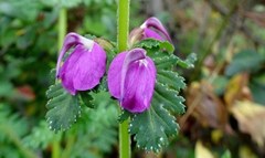 Pedicularis pyramidata