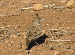 Galerida cristata riggenbachi