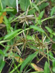 Cyperus flavidus