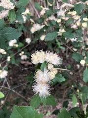 Campomanesia xanthocarpa