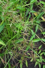 Cyperus flavidus