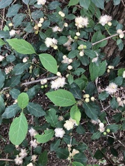 Campomanesia xanthocarpa