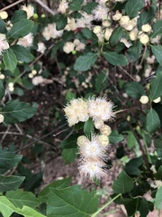 Campomanesia xanthocarpa