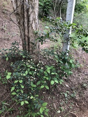 Campomanesia xanthocarpa