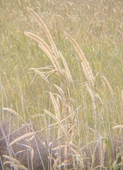 Setaria magna