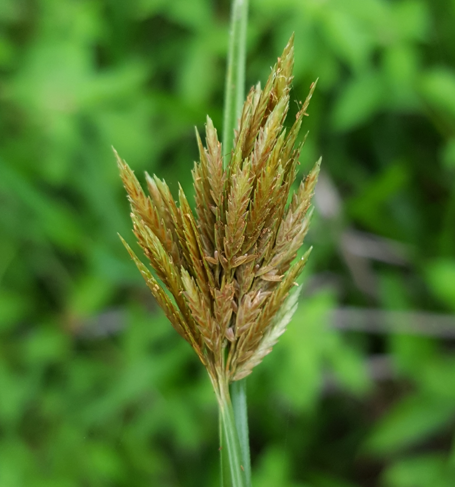 (c) François Rousseu, certains droits réservés (CC BY-NC) https://www.inaturalist.org/observations/100523215