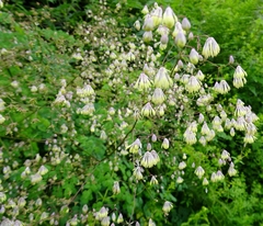 Thalictrum foliolosum