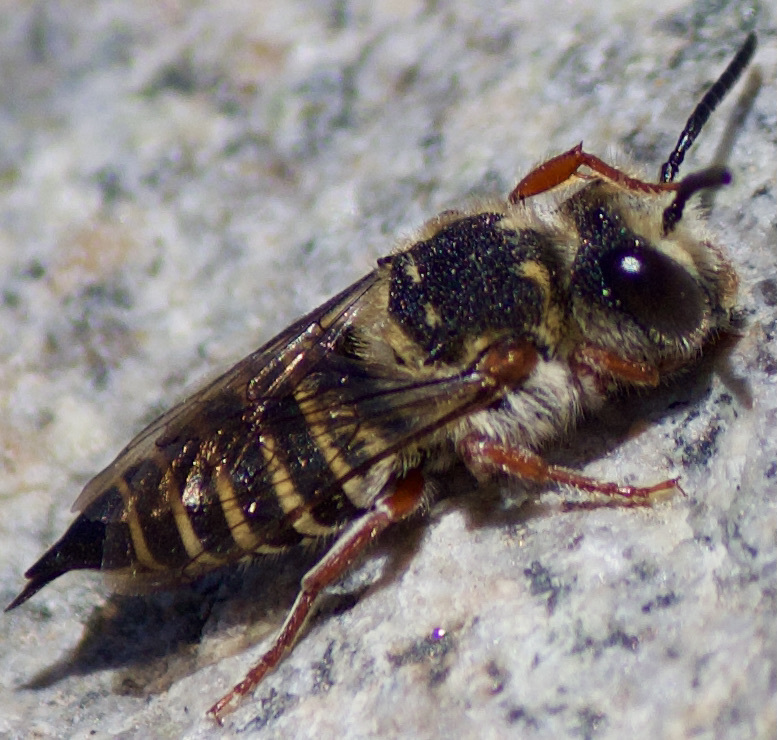 Coelioxys pergandei