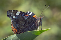 Vanessa atalanta