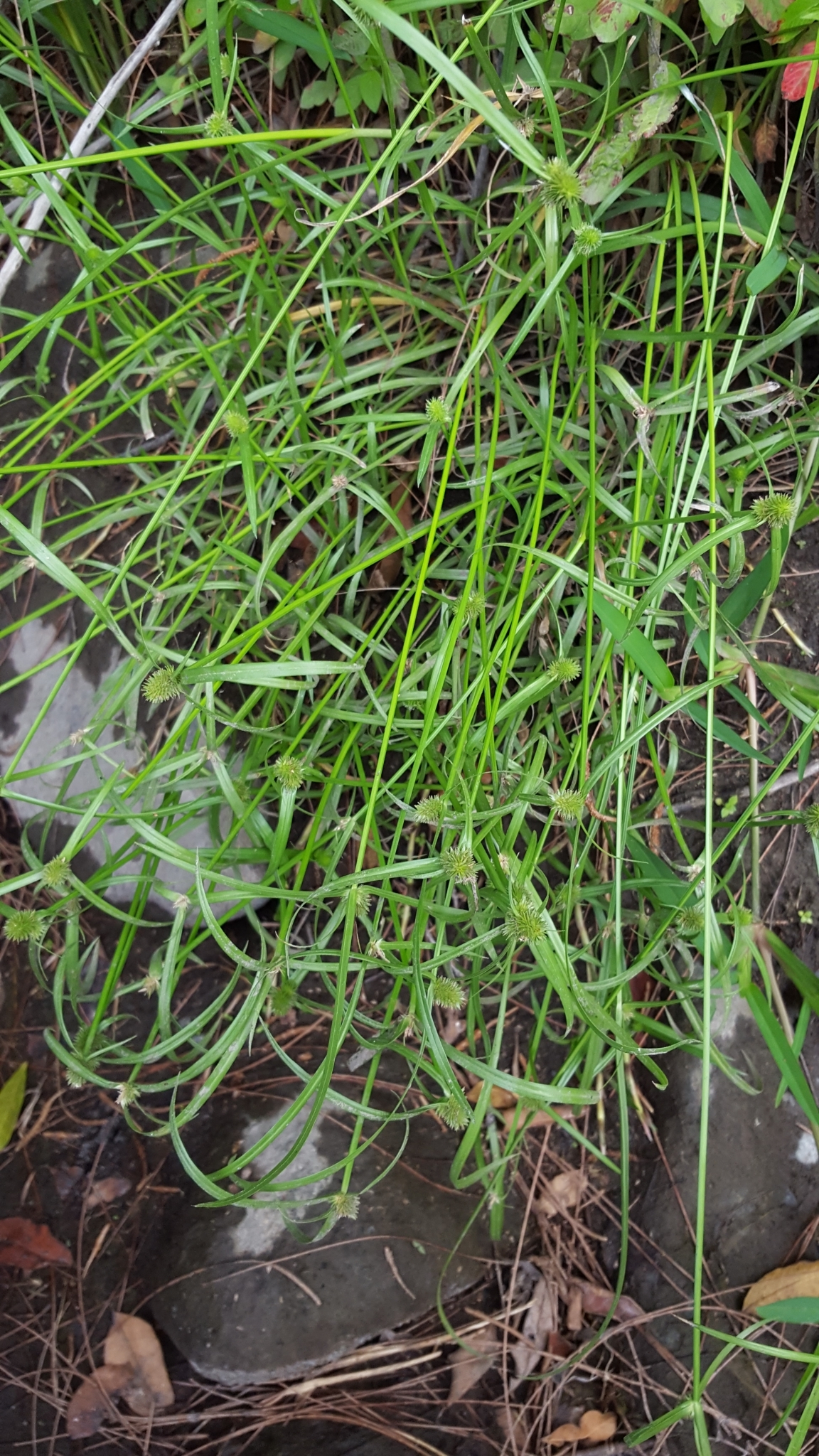 (c) François Rousseu, certains droits réservés (CC BY-NC) https://www.inaturalist.org/observations/100523382
