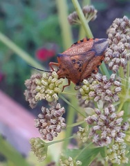 Carpocoris mediterraneus atlanticus