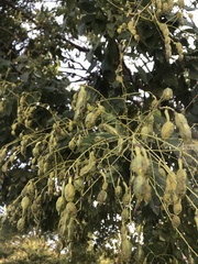 Styphnolobium