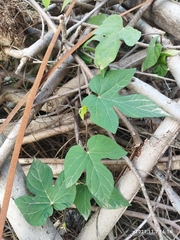 Ipomoea indica image