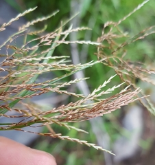 Cyperus distans