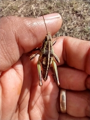 Sphenarium purpurascens