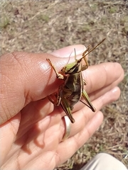 Sphenarium purpurascens