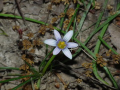 Romulea minutiflora