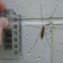 Austrolimnophila crassipes