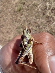 Sphenarium purpurascens