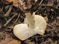 Amanita citrina