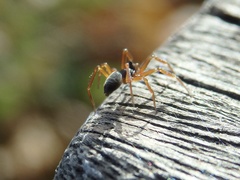 Walckenaeria acuminata