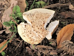 Amanita citrina