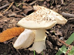 Amanita citrina
